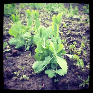 Things seems to be growing slowly in the cold rain lately, but I force myself to remember that this time last year we were only  just planting our first batch of peas. We should have Sugar Snaps and Shelling Peas a month earlier, if all goes well.
