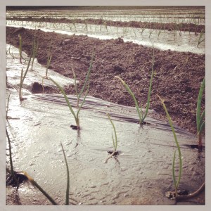 Teo has been hard at work transplanting onions. These are Red Torpedo variety, a semi-sweet Italian heirloom. We're guessing about 18,000 plants went into these beds. And there are still Walla Walla and storage onions to do. 
