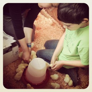 Sarah and Cosmo are getting the May batch of meat chickens settled. These little guys will be ready for harvest in July. 