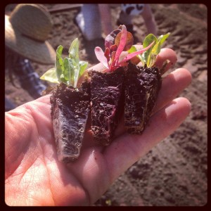We got an early start with our kale and chard this year, by starting seeds in the greenhouse in March. Isn't it cool how even their roots are the color of the eventual leaves? 