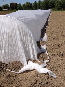 This is how the row cover looks when it's secured. We have pretty steady wind blow through every evening, so they need to be anchored well or they blow away.