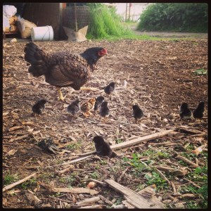 Our first rogue hatch of 2014! This hen has secretly been setting on a nest of eggs and appeared the other day with 10 chicks. Happy birthday! I'm sure there will be more new families as the weeks go by. 