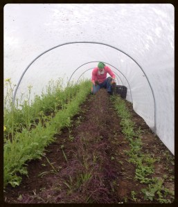 You've seen those row cover tunnels from the outside, but this is the inside view. Harvesting purple salad mustard. Good thing we're not claustrophobic. 