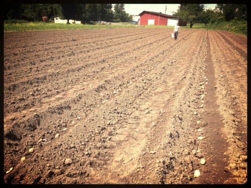 800# of potatoes are planted! A little late, but the ground was so wet, this was the soonest we could get it ready. New potatoes should be ready in July!