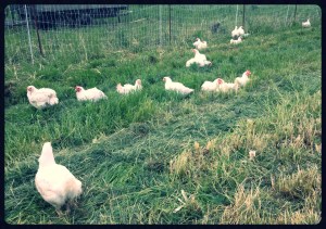 Our first bunch of fryers finally got moved to grass! It's been too wet to make the big move—they stress easily. But the weather seems to have settled, and Mike was able to do a lot of mowing. 