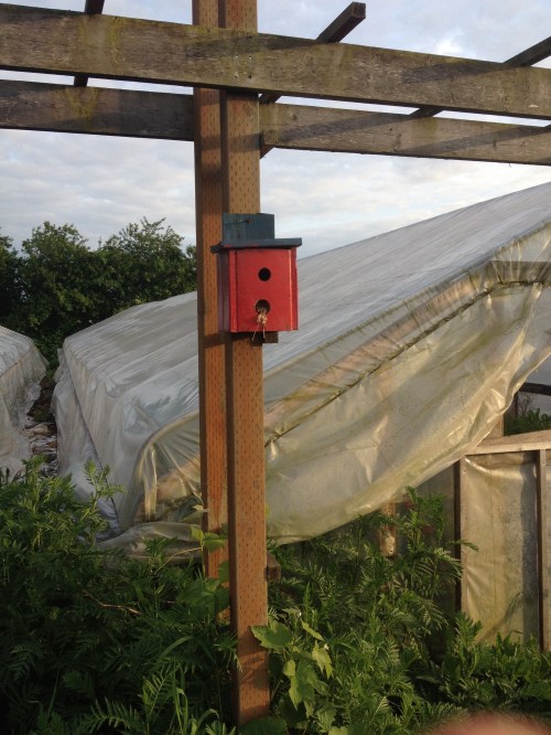 Last year Cosmo hung this birdhouse up by the greenhouses. He is really excited that it is occupied this summer by a Bewicks Wren. 