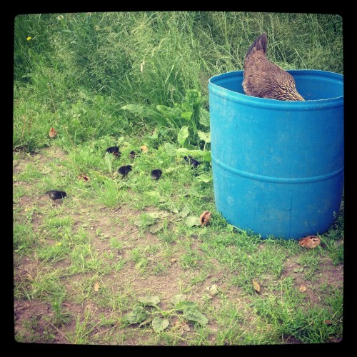 Rogue Hen #2 for this year popped out of the bushes last week with her brood. This one has 14 chicks, and she really enjoys getting into the barrels of brewers grain and kicking them out for her babies. She hangs out around the farm stand, so keep an eye out, but please give her space so the chicks don't get separated.