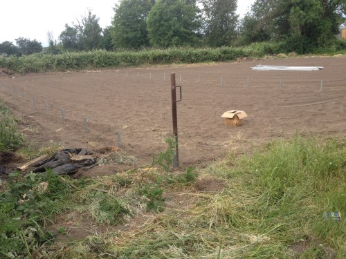 It doesn't look like much, but next week we will be planting tomatoes in this new greenhouse! 