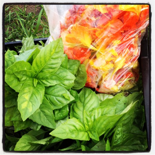 Summer is early this year! Never before have we been able to provide basil and nasturtiums in our Spring CSA. 