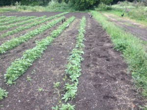 The cows escaped and went walkabout the other night. It's always interesting to see where they've been.