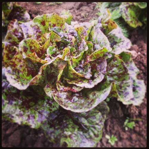 Beautiful Mayan Jaguar lettuce. It's a romaine, so when it grows up a bit more, it will be a carnival of crunchiness. 