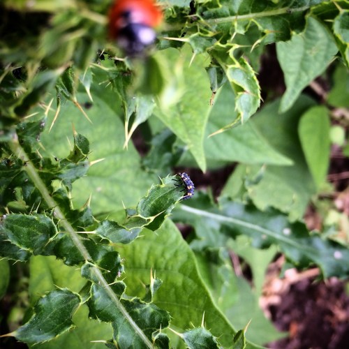 Ladybugs, baby! Parent and larva, hunting aphids. A single ladybug can eat 5,000 aphids in its lifetime, so these are definitely beneficial to the farm!