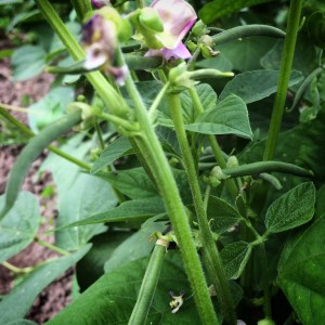 We were able to get an early patch of snap beans planted, back in April, and here they are! Just another week or two until we can start picking! 