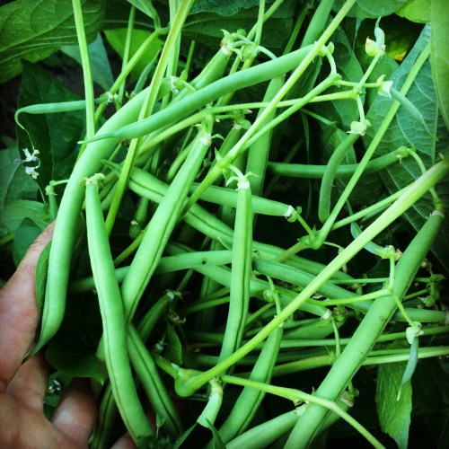 Pea season has faded with the heat, but BEAN season is just beginning.