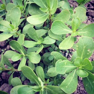 Juicy, tart (for some people) and good for you—Purslane!