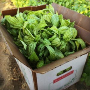 Basil is in its' prime right now, and now is the time to place orders for making pesto! Pesto kits will be coming this weekend—keep an eye out!
