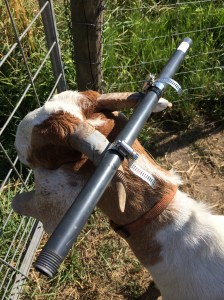 Don't be alarmed when you see Rigby with his new headgear. We had to come up with something to keep him from getting his head stuck in the fence. We were freeing him a dozen times a day, and eventually the worse was bound to happen. Problem solved with a few hose clamps and pvc pipe.