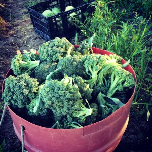 The broccoli are heading up nicely, and there is enough for everyone this week! The large shares are getting the first cabbages!