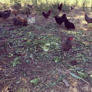 At the end of a market day, we decide which things should go to the food bank, which can be saved until the next day, and which items go to the chickens. A little tired broccoli and fennel, mixed with chard and kale this time.