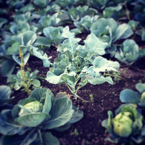 So, a broccoli plant walked into a cabbage patch...