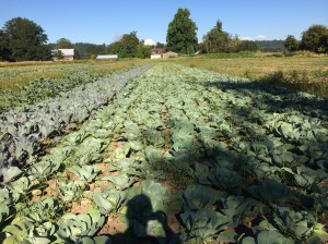 That's a lot of cabbages!