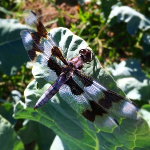 Found while picking cauliflower and cabbage...