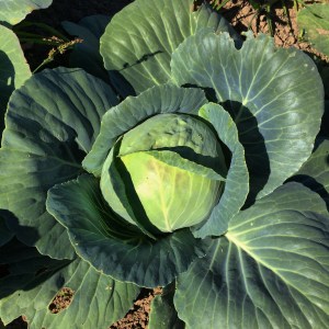 A growing cabbage is a beautiful thing.