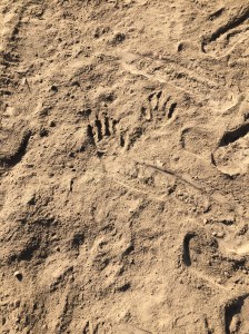 Evening visitors to the farm are becoming more frequent lately...Possum? Racoon? These were next to Coyote and Rabbit tracks. 