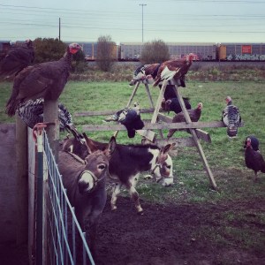 The Turkeys finally got moved out to pasture! They really don't like being in a building, they like being ON things, so there's no point in building them a shelter. The donkeys are a little perplexed with them. 
