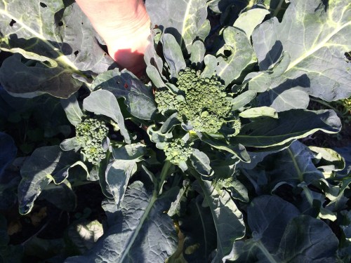 Broccoli, rescued from the icy grip of the Vortex, and into your CSA this week. Hopefully it will survive for another flush of sprouts. 