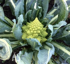 Although Romanesco Cauliflower has a flavor somewhere leaning toward broccoli, it grows like a cauliflower plant with a central head wrapped in leaves.