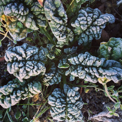 Savoy (wrinkly-leafed) spinach is much more winter-hardy than flat-leafed spinach. 