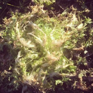We had hoped the Endive and Escarole would survive the cold, so we would keep enjoying winter salads, but the outside leaves are freeze-burned, even though the center leaves are just fine. 