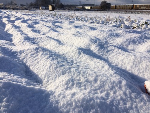 At least for Episode 2 of Arctic Blast we got some snow! Snow before freezing is actually better, because it insulates the crops better and keeps them moist. That dry cold is a killer. There are radicchios under this snow, covered with frost blanket. 