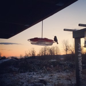 It took me a decade to get hummingbirds to stay year-round, and now I'm committed. Even if it means bringing the feeders in at night and taking them out every morning. We've got at least 5 pairs that fight over four feeders all winter. 
