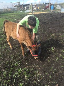 Cosmo and his  3-month old heifer, Garnet. He wants a milk cow that he can raise from a baby. Yes, he'll be 13 when he finally gets to milk her. That's a lifetime. 