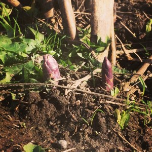 Our asparagus is green, but the emerging tips are always purple. 
