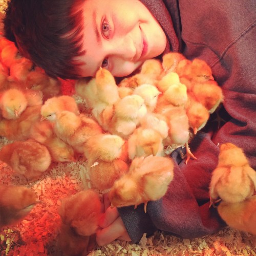 Cosmo, the Chick-Whisperer. 100 baby laying hens. 