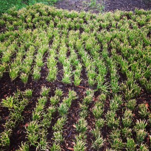 40,000 onion plants have arrived, and are waiting here for their beds to be made so they can be planted. 