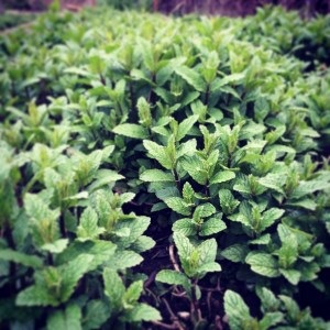 Mint beds are freshly weeded and growing fast.