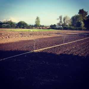 I don't know that we've ever turned on the sprinklers in April before. Beautiful weather means transplanting, and that means water. 