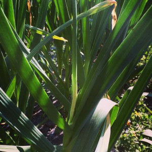 The first of the Garlic Scapes to appear! Two weeks until we start picking! Early, just like everything else.