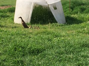 Yesterday, this lady popped out of the bushes with her brood of 7 ducklings. Looks like they resemble their black and white dad!