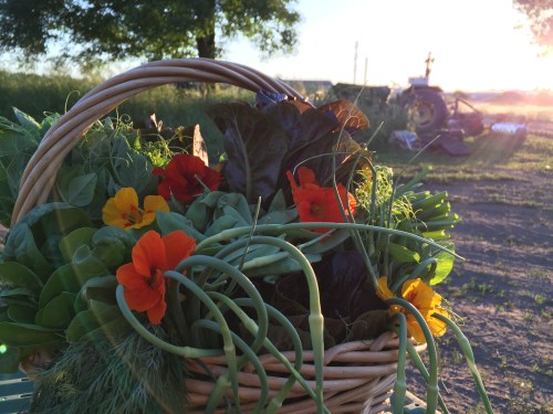 First Week of Summer CSA.  (Lovely photo courtesy Shawna at Sweet River Photography)