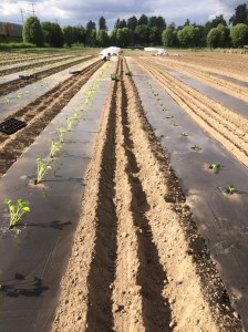 Instant Summer Squash patch, as Teo helps me set out transplants. Just a couple weeks until we've got squash!