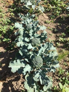 Broccoli crowns coming to the CSA next week! This is the extra-early, take-a-chance, gamble crop that usually never works out. 