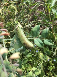 The main planting of Sugar Snap Peas destined for CSA customers has gone rapidly downhill with all the extreme heat. We picked the first few for market, and then the rest either dried up or got sunburned after we watered them to keep them alive. There are lots in the cool shade of the CSA-only u-pick garden, and you can start picking them next week.