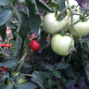 This is the first year in a great, long while that we have had ripe tomatoes before August. We'll be picking next week!