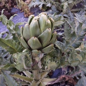 Artichokes? Really? For August? If only there were enough for everyone. The plants are so, so short. They shouldn't be doing this until September.