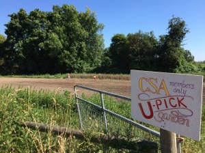 You can find the U-Pick Garden next to the cow barn. More flowers, cherry tomatoes, strawberries, and beans to come!